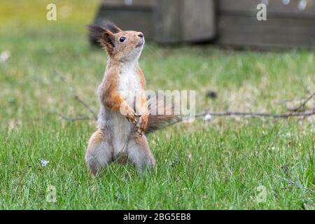 uno scoiattolo si erge su due gambe sul prato Foto Stock