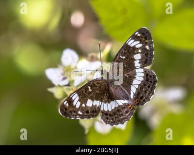 Ammiraglio bianco eurasiatico (Limenitis camilla) arroccato sulla fioritura di mora (Rubus) su sfondo verde brillante, Brummen, Gelderland, Olanda Foto Stock