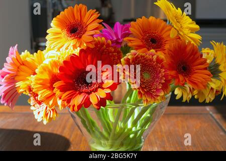 Coloratissime margherite gerber in vaso di vetro su un tavolo di legno in una luminosa camera moderna, design retrò primavera Foto Stock