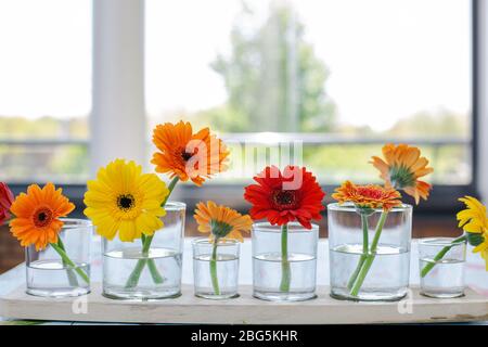 Coloratissime margherite gerber in vaso di vetro su un tavolo di legno in una luminosa camera moderna, design retrò primavera in fila Foto Stock