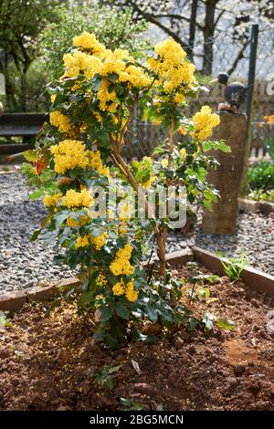 Ilex aquifolium agrifoglio, comune, anglosassone, agrifoglio europeo, o occasionalmente Natale Foto Stock