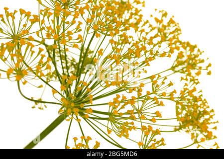 Fiore di aneto isolato su bianco Foto Stock