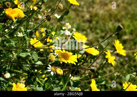 Primo piano di fiori selvatici in un prato Foto Stock