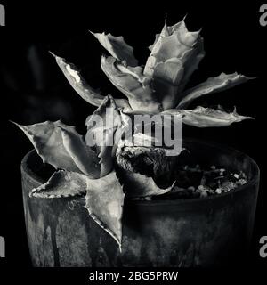 Cactus in un impianto pot contro un oscuro sfondo nero con solo l'impianto nella luce. In bianco e nero Foto Stock