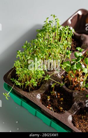 Il microgredo in vassoi di plastica per piantare piante giovani. Microgreen sono giovani verdure verdi o germogli, superfood, il concetto di una vita sana Foto Stock