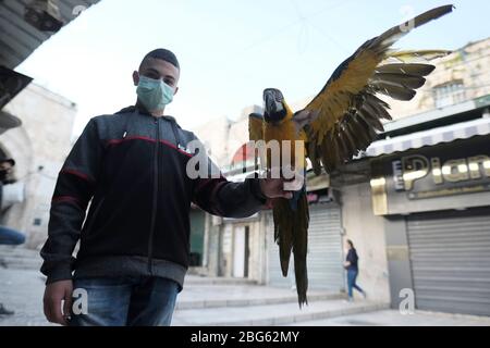 Gerusalemme, Israele. 20 aprile 2020. Pappagallo colorato di Macaw appollaiato sul braccio di un giovane palestinese che indossa una maschera protettiva a causa della pandemia coronavirus COVID-19 nella città vecchia di Gerusalemme Israele Foto Stock