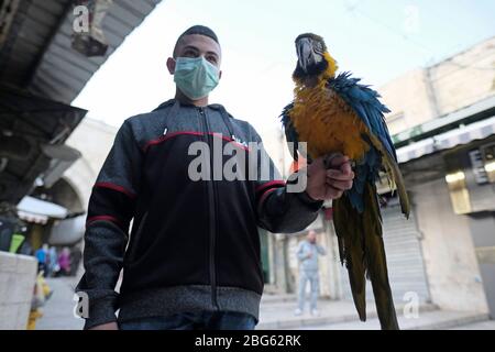 Gerusalemme, Israele. 20 aprile 2020. Pappagallo colorato di Macaw appollaiato sul braccio di un giovane palestinese che indossa una maschera protettiva a causa della pandemia coronavirus COVID-19 nella città vecchia di Gerusalemme Israele Foto Stock