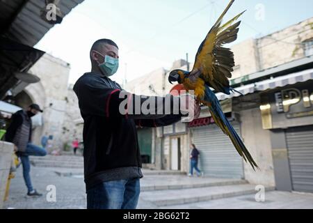 Gerusalemme, Israele. 20 aprile 2020. Pappagallo colorato di Macaw appollaiato sul braccio di un giovane palestinese che indossa una maschera protettiva a causa della pandemia coronavirus COVID-19 nella città vecchia di Gerusalemme Israele Foto Stock