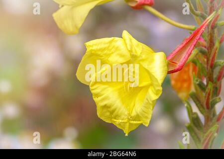 Fiori gialli di grande fiore serata Primrose o rossiccio sera primrose, Oenothera glazioviana Foto Stock