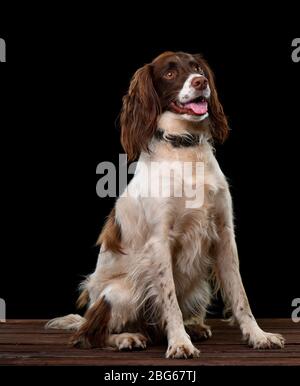 Immagini di studio di uno Spaniel Springer inglese con uno sfondo nero seduta su una base di legno. Foto Stock