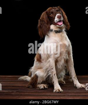 Immagini di studio di uno Spaniel Springer inglese con uno sfondo nero seduta su una base di legno. Foto Stock