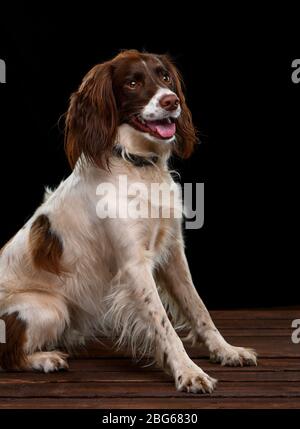 Immagini di studio di uno Spaniel Springer inglese con uno sfondo nero seduta su una base di legno. Foto Stock