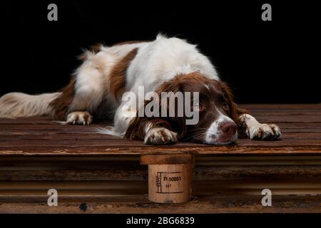 Immagini studio di uno spagnolo Springer inglese con uno sfondo nero seduta su una base di legno che guarda annoiato o preoccupato. Foto Stock