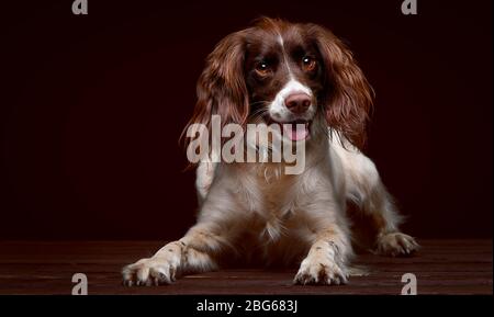 Immagini di studio di uno Spaniel Springer inglese con uno sfondo marrone scuro seduta su una base di legno. Foto Stock