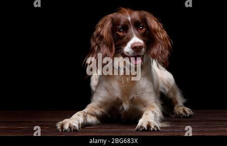 Immagini di studio di uno Spaniel Springer inglese con uno sfondo nero seduta su una base di legno. Foto Stock