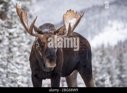 Un alce a Jasper Canada Foto Stock