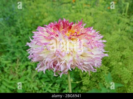 Primo piano di un bel fiore di dahlia. Fiore di dahlia giallo, rosa e arancione in giardino. Foto Stock