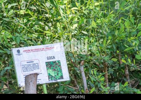 Cespugli di Coca che crescono nel Giardino Botanico di Trujillo, Perù. Coca è ampiamente usato in Perù per il tè e per ridurre gli effetti della malattia di altitudine. Foto Stock