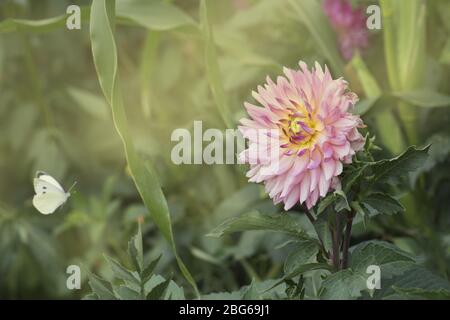 Petalo rosso Dahlia. Mini rosso dahlia in giardino Foto Stock