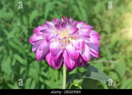 Petalo rosso Dahlia. Mini rosso dahlia in giardino Foto Stock