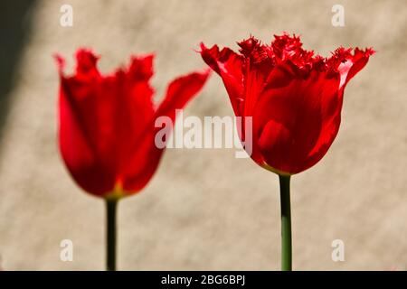 Tulipa - Calibra con frange Foto Stock