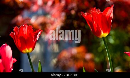 Tulipa - Calibra con frange Foto Stock