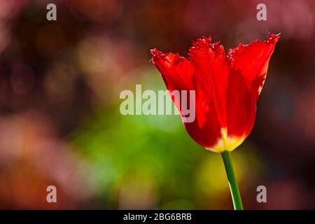 Tulipa - Calibra con frange Foto Stock