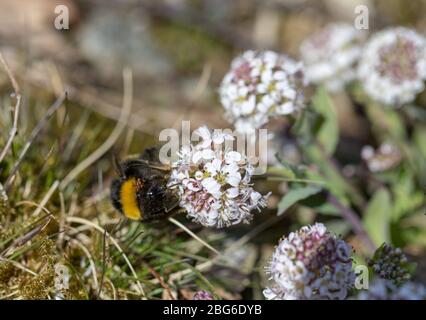 Bumble Bee con coda bianca, Bombus lucorum, regina con acari Foto Stock