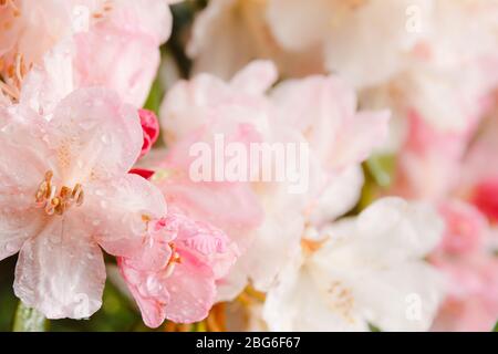 Acqua gocce pioggia su petali teneri di azalea rododendron estate giardino fiore closup sfondo Foto Stock