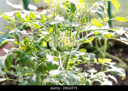 Germogli di pomodoro, germogli di pomodoro germogliati, germogli di pomodoro in vaso. Primavera seedlings. Giardinaggio. Pomodori crescenti. Germoglio giovane in serra. Crescendo Foto Stock