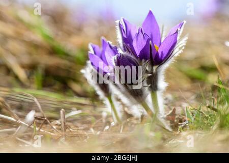 Pulsatilla grandis, pastqueflower. Primo piano di splendidi pascillowers contro la luce del sole su sfondo naturale. Foto Stock