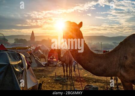 Cammello a Pushkar Mela fiera cammello al tramonto. Pushkar, Rajasthan, India Foto Stock