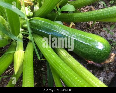 Coltivato in casa pronto per essere raccolto zucchine verdi Foto Stock