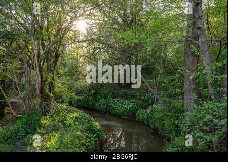 La Valle di Scrase è una riserva naturale locale con boschi, praterie e paludi alla periferia di Haywards Heath, West Sussex, Regno Unito. Foto Stock