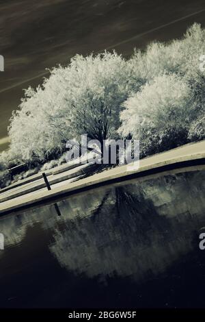 Una foto a infrarossi di un albero che si riflette nell'acqua. Foto Stock