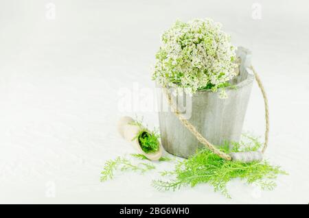Mungere Achillea millefolium con fiore bianco. Fascio di yarrow. Fiori freschi e foglie di yarrow con cucchiaio. Yarrow in medicina di erbe Foto Stock