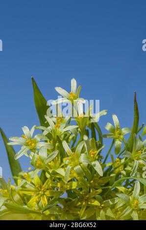 Pianta di erbe fioritura di Gagea lutea primo piano. Stella gialla di Betlemme Foto Stock