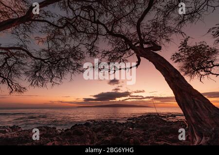 Bellissimo albero solone che si affaccia sulla baia dell'oceano a Maui Hawaii Foto Stock