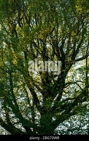 La Scase Valley è una riserva naturale locale con la quercia di Scrase, risalente a 300 anni fa, alla periferia di Haywards Heath, West Sussex, Regno Unito. Foto Stock