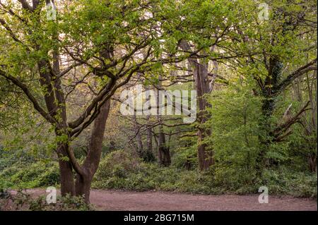 La Valle di Scrase è una riserva naturale locale con boschi, praterie e paludi alla periferia di Haywards Heath, West Sussex, Regno Unito. Foto Stock