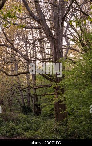 La Valle di Scrase è una riserva naturale locale con boschi, praterie e paludi alla periferia di Haywards Heath, West Sussex, Regno Unito. Foto Stock