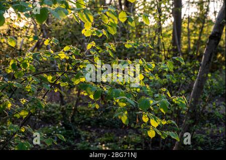 La Valle di Scrase è una riserva naturale locale con boschi, praterie e paludi alla periferia di Haywards Heath, West Sussex, Regno Unito. Foto Stock