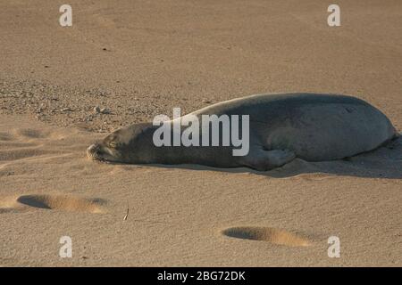 Foca monaca hawaiana che dorme sulla spiaggia di Hookipa, destinazione di windsurf e surf famosa in tutto il mondo Maui Hawaii Foto Stock