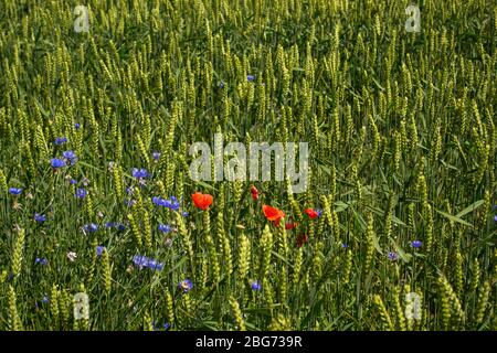 frumento con fiori selvatici papavero e corn flower che crescono nel campo Foto Stock