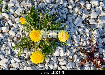 Tarassaco, Taraxacum officinale Foto Stock