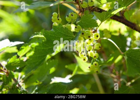 Bacche verdi di ribes rosso non maturo sulla macchia alla luce del sole posteriore, primavera presto. Nuova raccolta, giardinaggio, prodotti ecologici, bio-alimentari Foto Stock