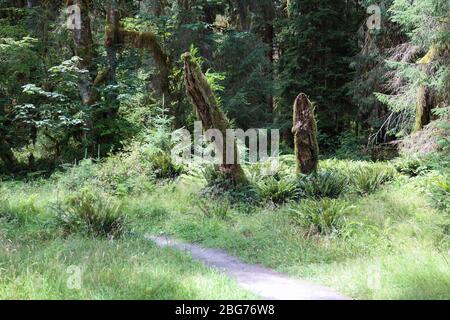 Moss adorna gli alberi lungo il percorso naturalistico Spruce nella foresta pluviale di Hoh del Parco Nazionale Olimpico. Foto Stock