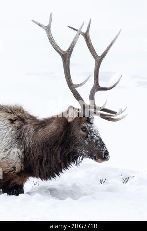 Toro Elk foraging nella neve per il cibo Foto Stock