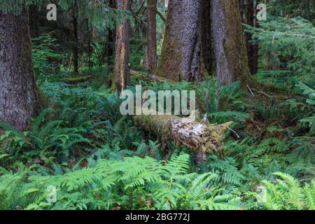 Albero caduto in un pavimento di foresta coperto di felci lungo il percorso naturalistico Abete nella foresta pluviale di Hoh del Parco Nazionale Olimpico. Foto Stock