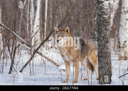 Coyote (Canis latrans), Nord America orientale, di Dominique Braud/Dembinsky Photo Assoc Foto Stock